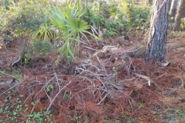 Tree Removal